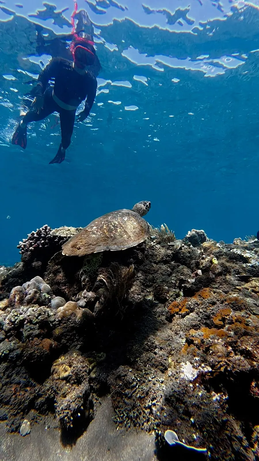 Sea turtle on the reef at Pyramid Turtle Point in Amed